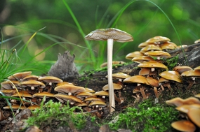 丛林地面野生青苔蘑菇群摄影图片